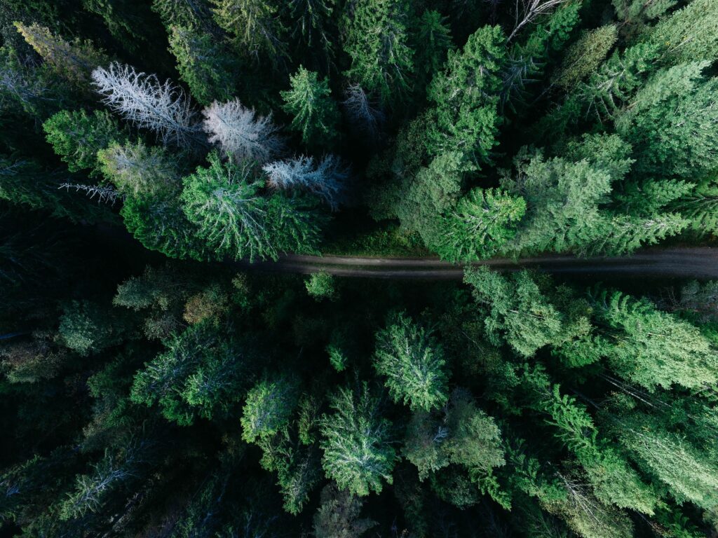 Forest Biomass and Carbon Capture